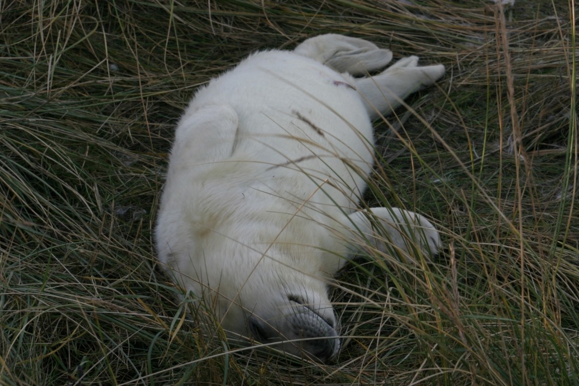 Newborn Seal Pup On Grass